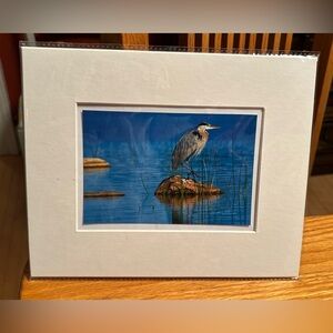 Blue Heron in Oliphant Matted 4x6 Photo